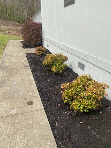 Trimmed shrubs along a walkway with fresh mulch beds